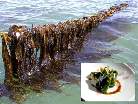 Magid seaweed the wall